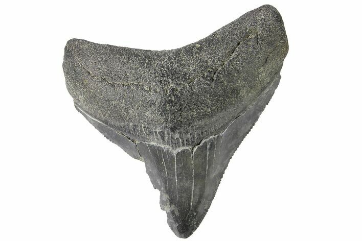 Serrated, Juvenile Megalodon Tooth - South Carolina #183066